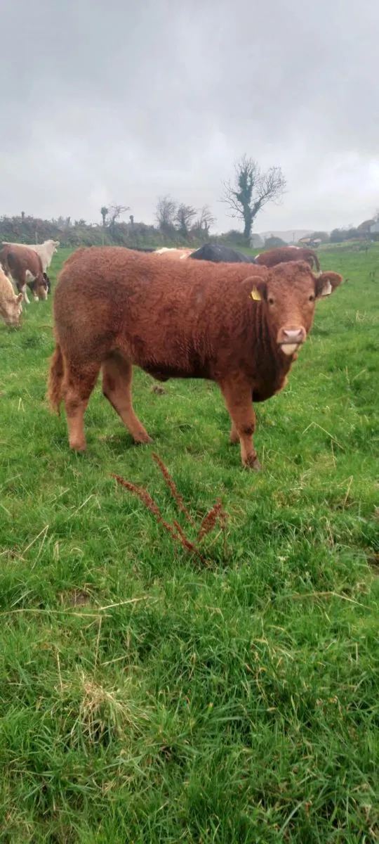4 &5 star heifers - Image 1