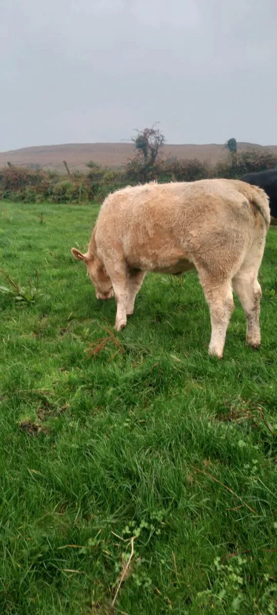 4 &5 star heifers - Image 3