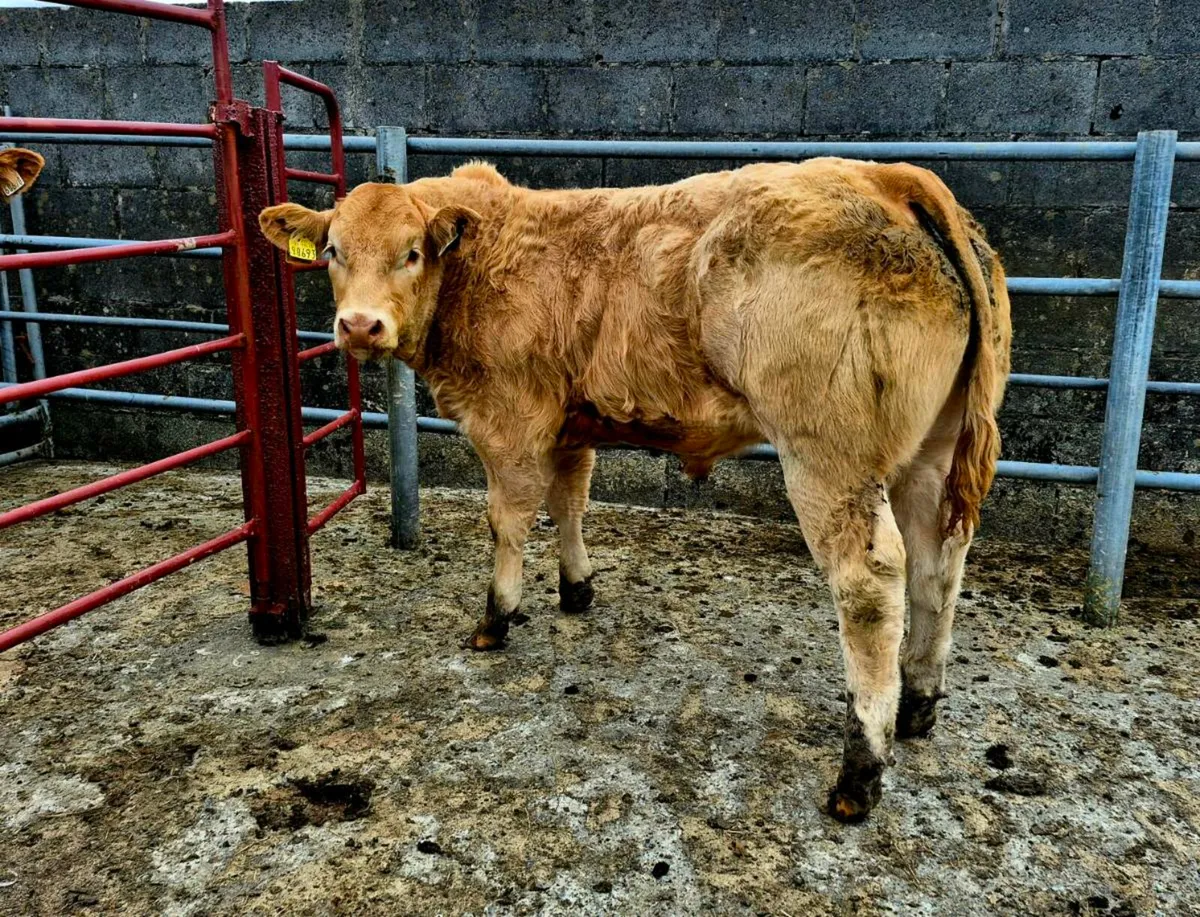 Bull weanlings - Image 1
