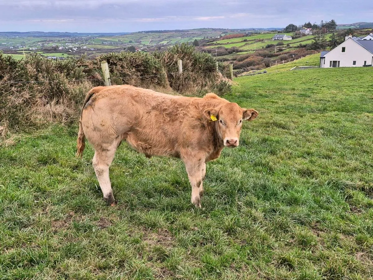 Bull weanlings - Image 2