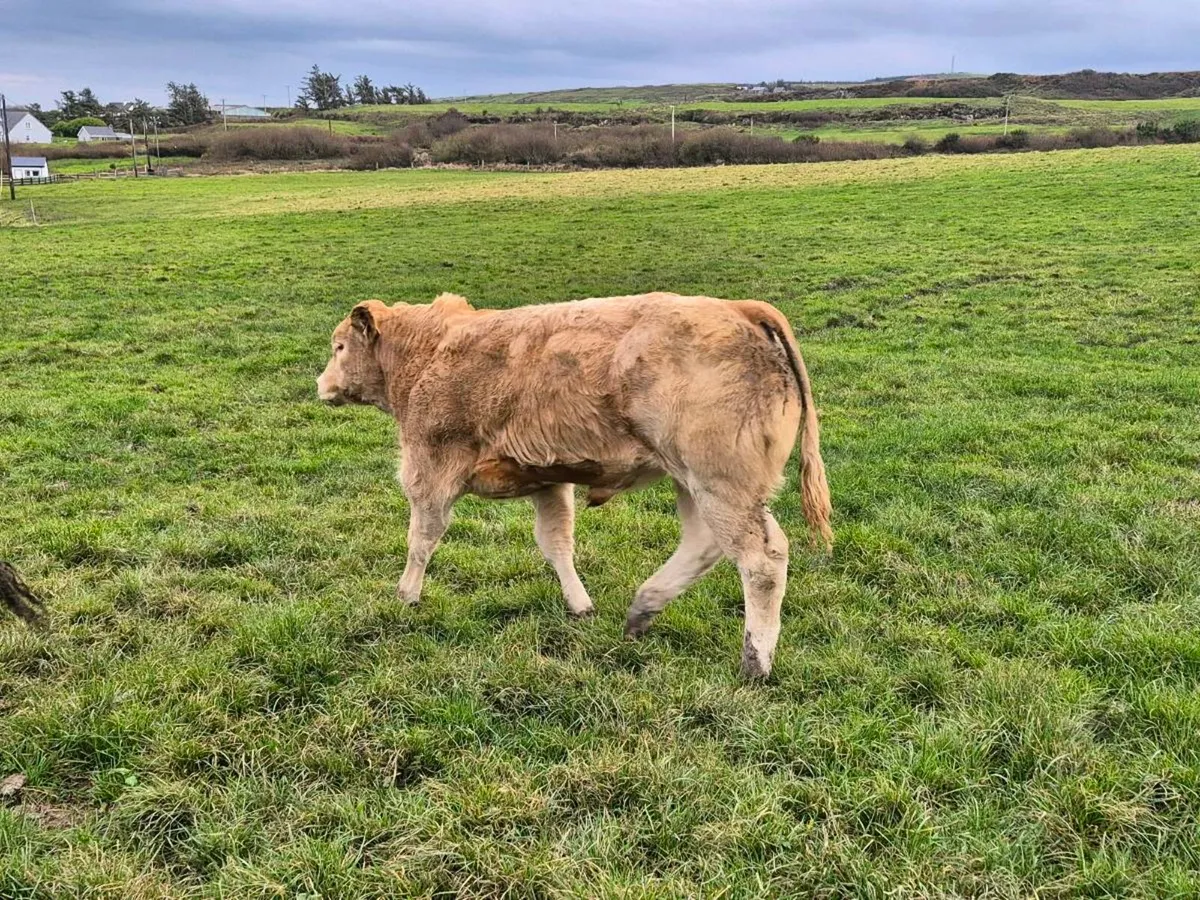 Bull weanlings - Image 3