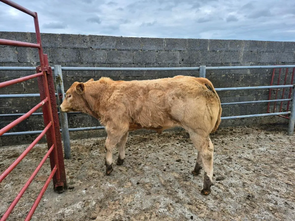 Bull weanlings - Image 4
