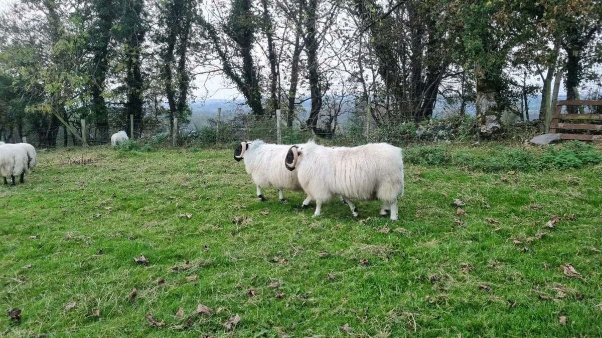 Ram lambs - Image 1