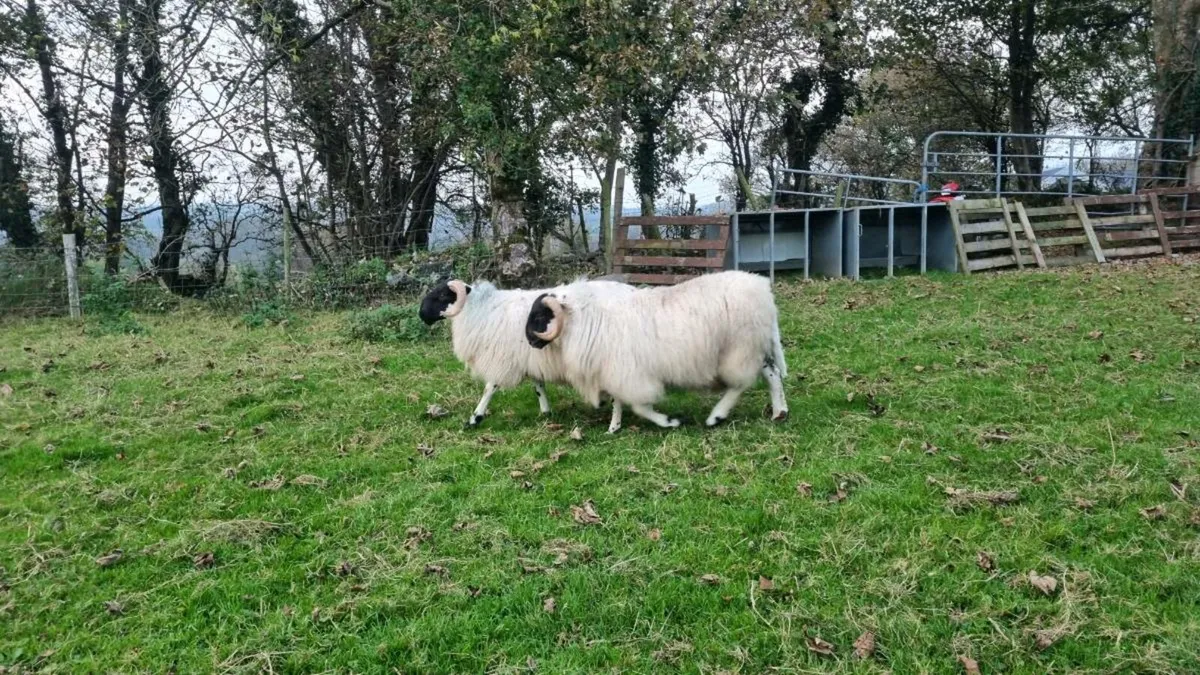 Ram lambs - Image 2