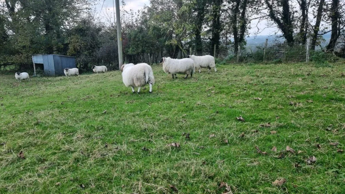 Ram lambs - Image 3
