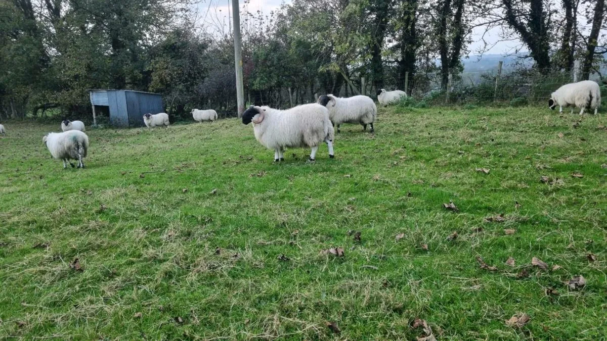 Ram lambs - Image 4