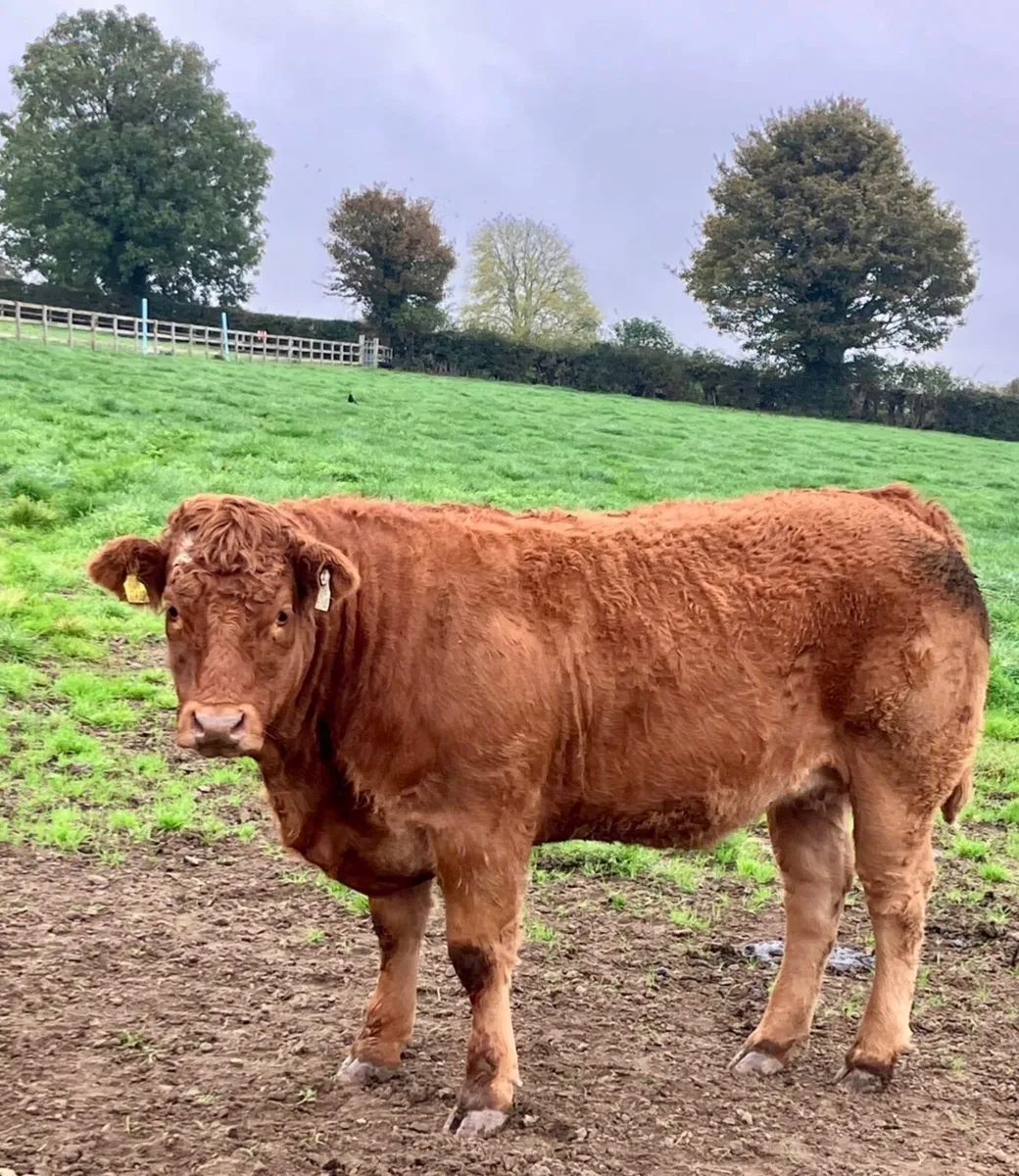 Breeding Heifers - Image 1