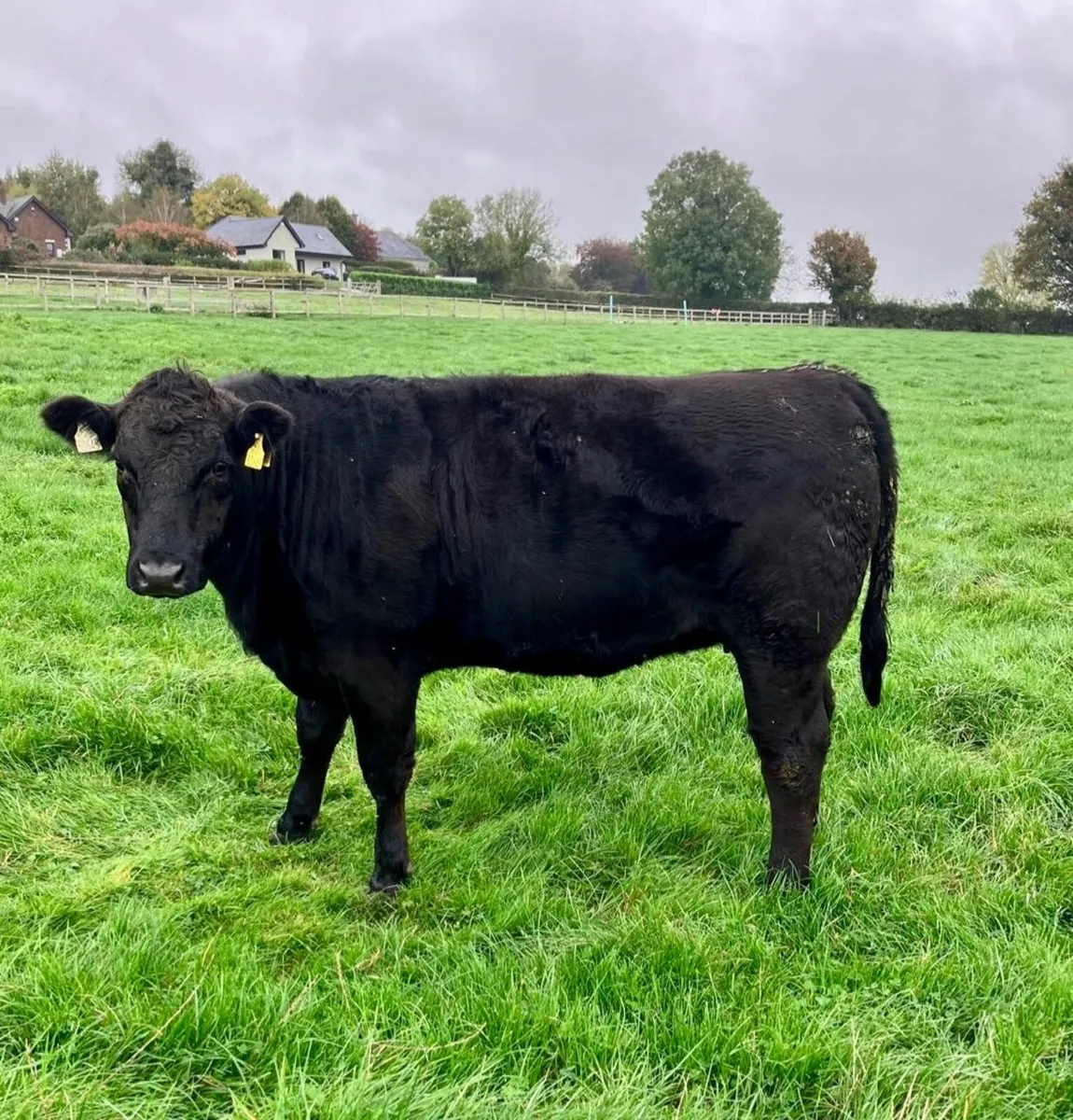 Breeding Heifers - Image 2