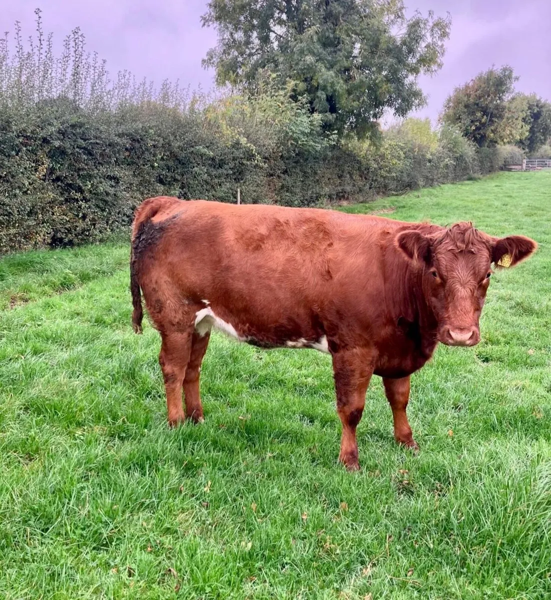 Breeding Heifers - Image 3