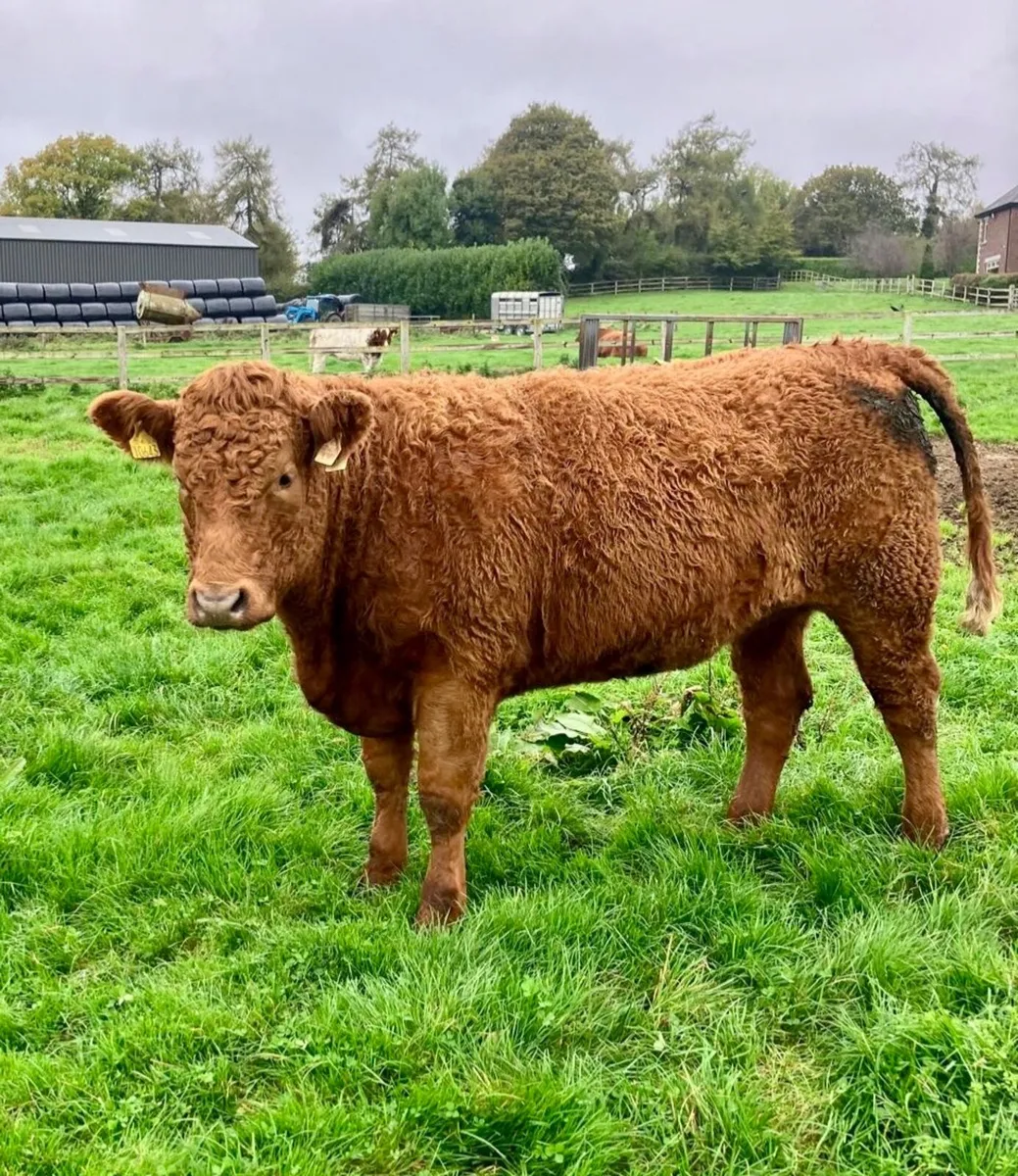 Breeding Heifers - Image 4
