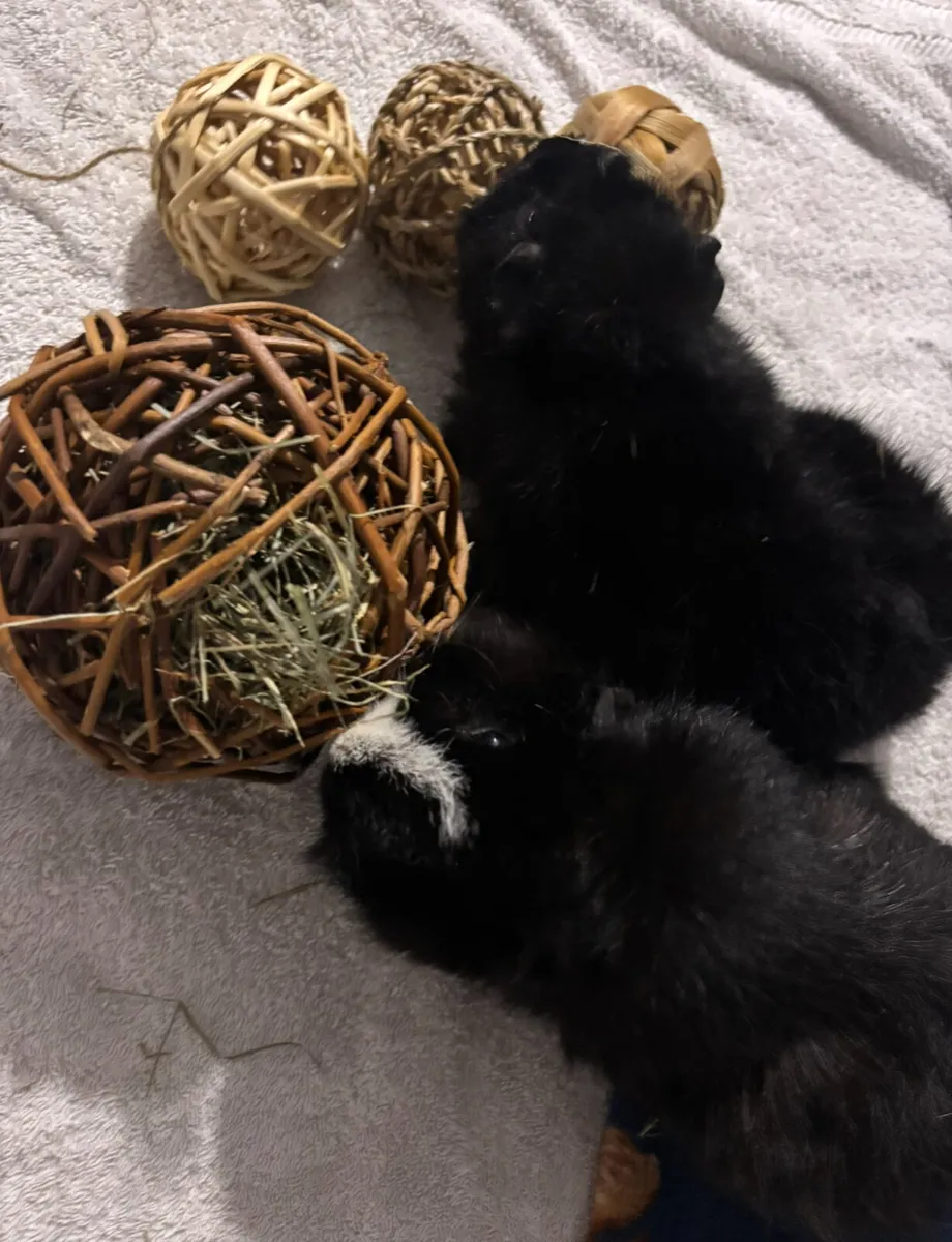 2x Guinea Pigs and Cage🫶🏼 - Image 1