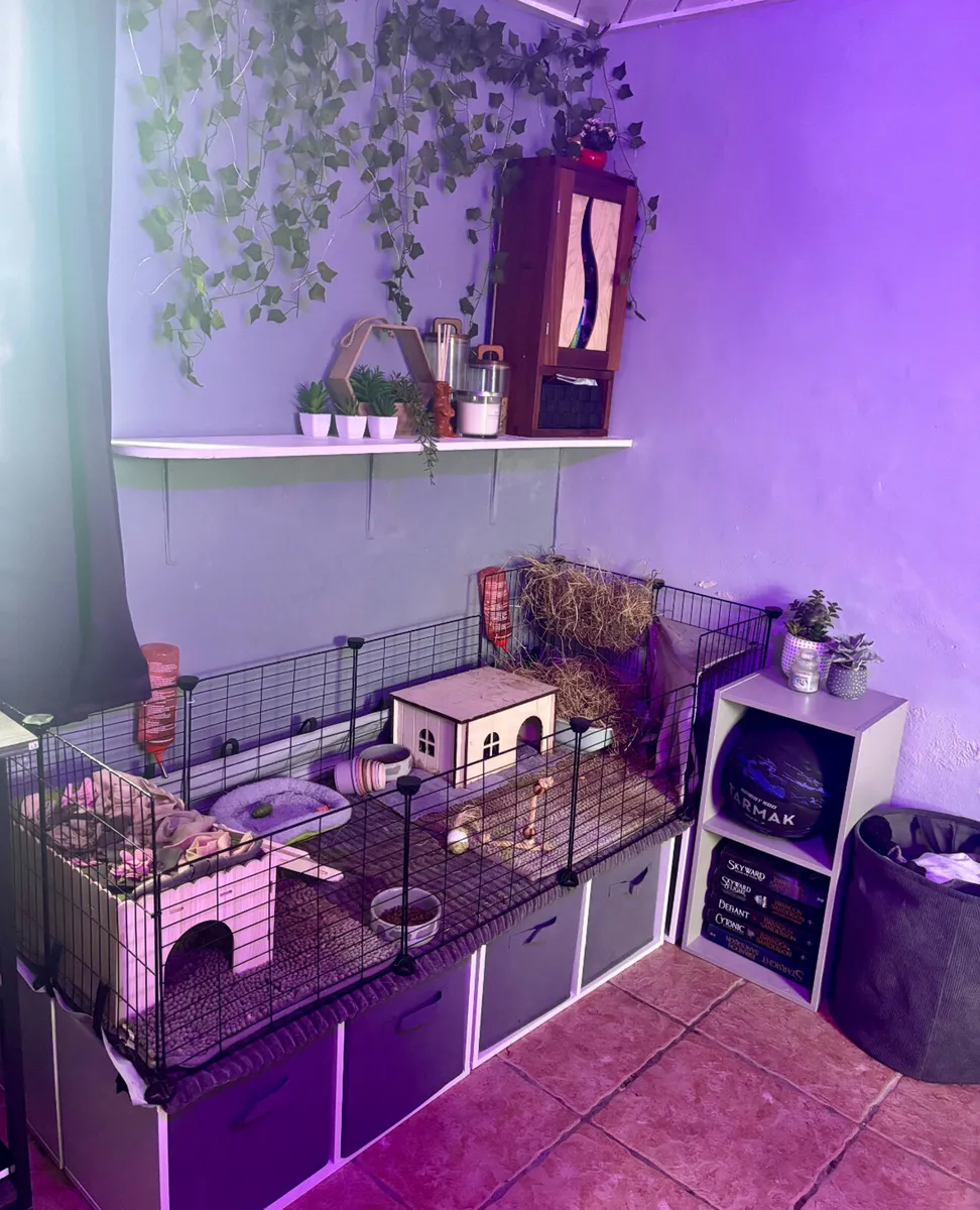 2x Guinea Pigs and Cage🫶🏼 - Image 2