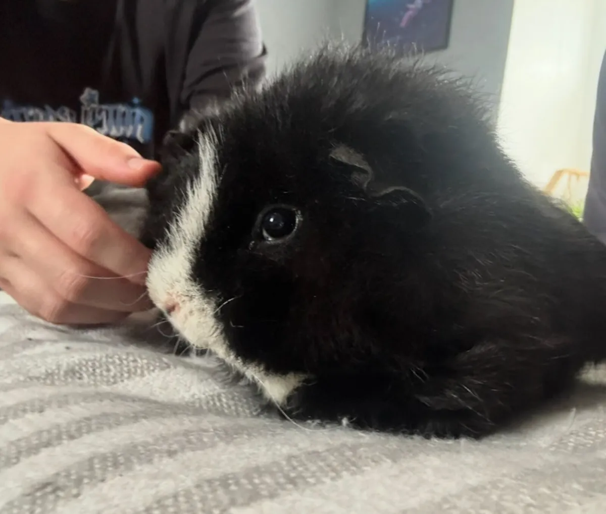 2x Guinea Pigs and Cage🫶🏼 - Image 3