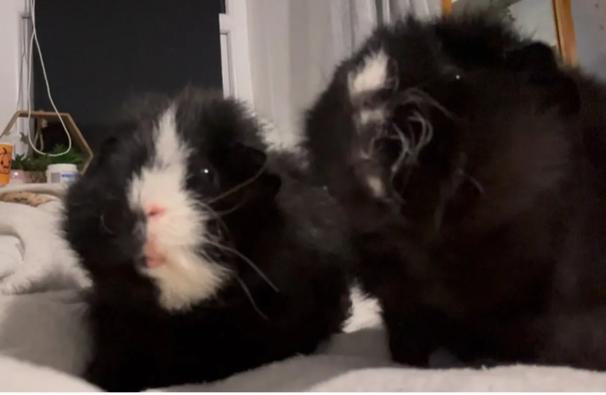 2x Guinea Pigs and Cage🫶🏼 - Image 4