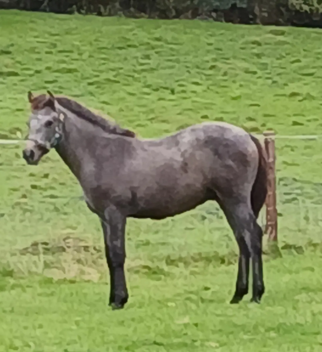 Connemara Performance Bred  Foal - Image 1