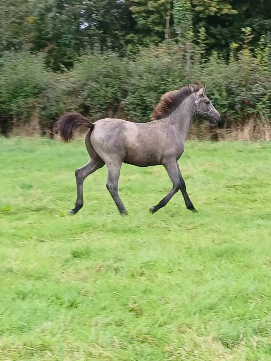 Connemara Performance Bred  Foal - Image 4