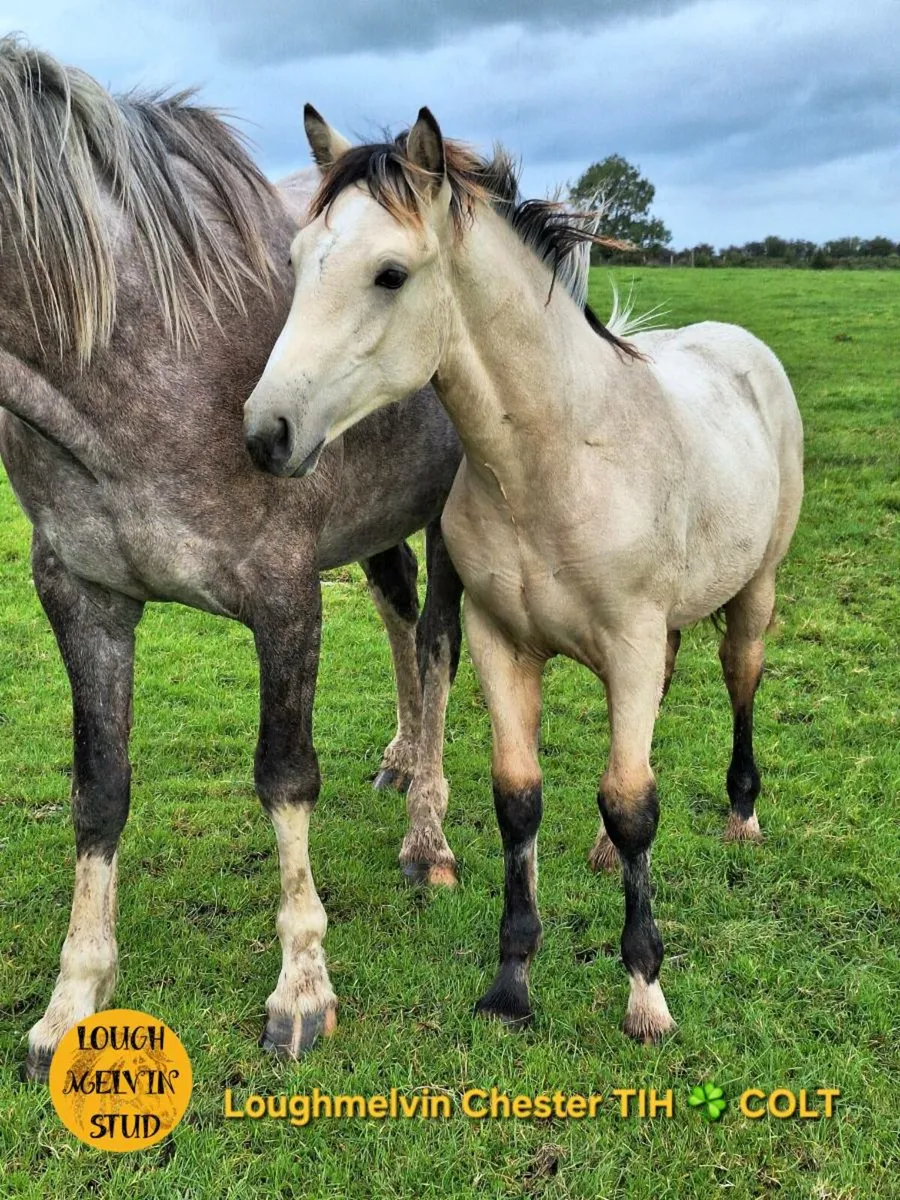 2025 TIH COLT FOALS - Image 4