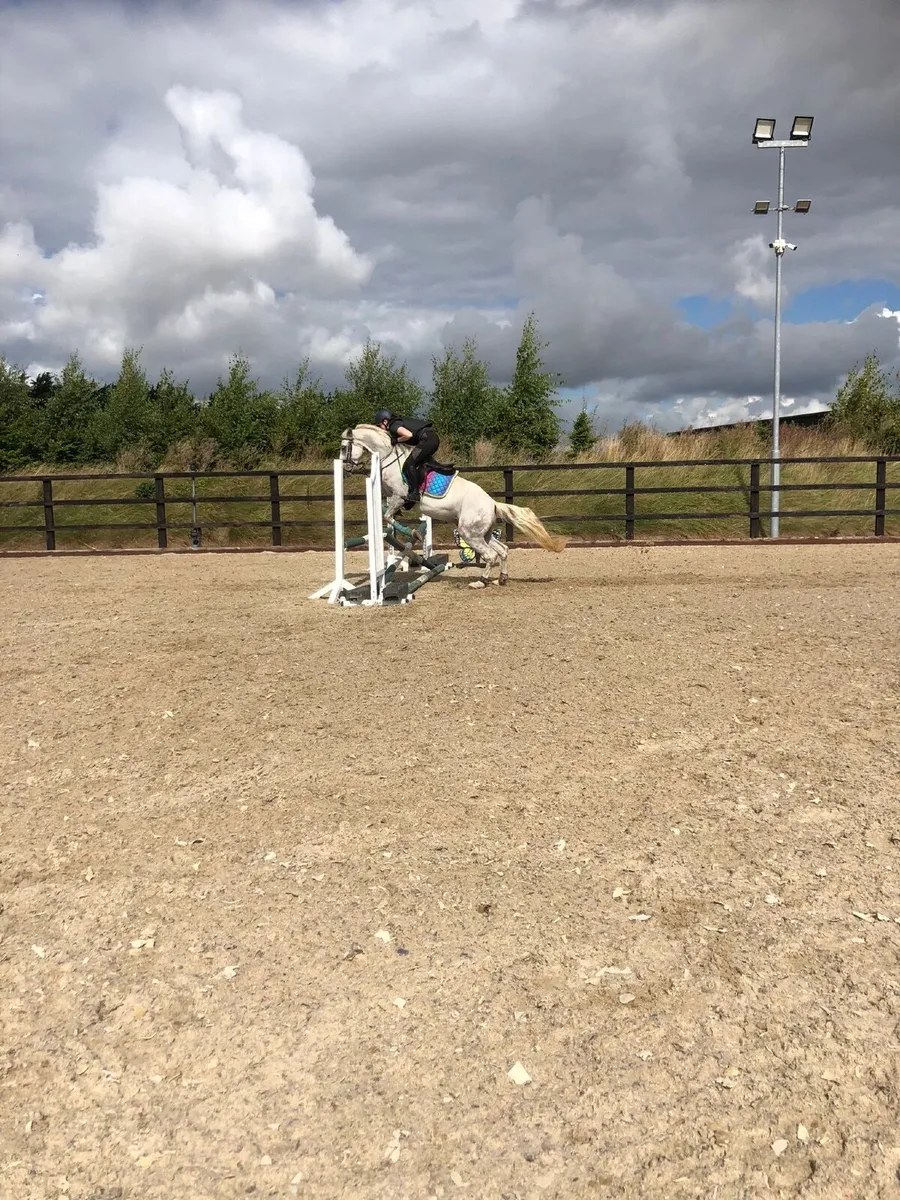 148 Connemara pony - Image 3