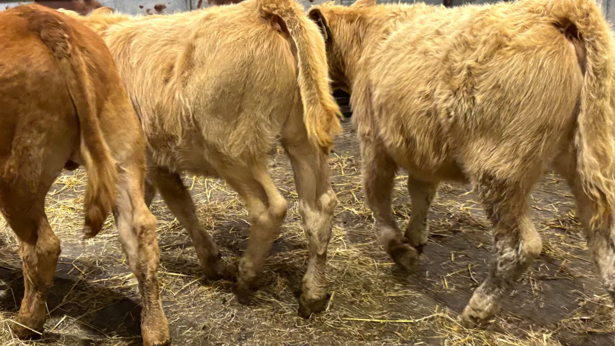 4 Lovely Quality Bull Wealings - Image 4