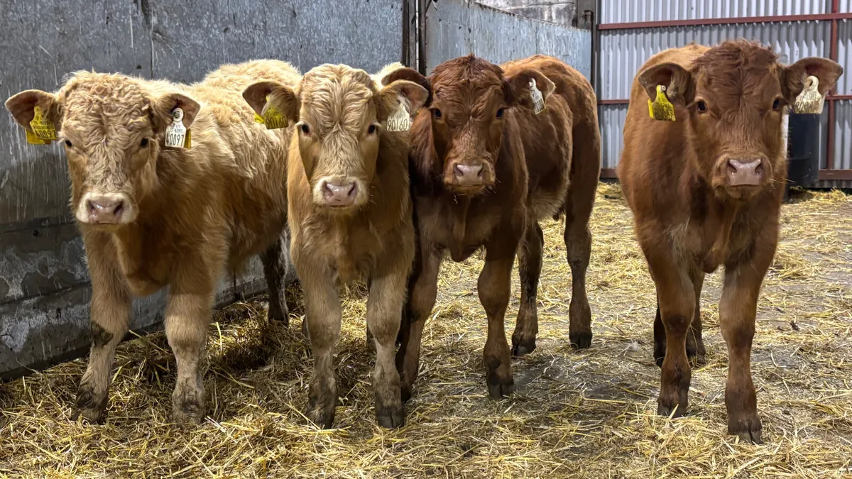 4 Lovely Quality Bull Wealings - Image 3
