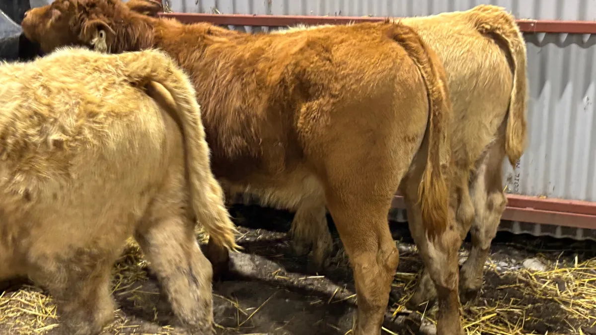 4 Lovely Quality Bull Wealings - Image 2