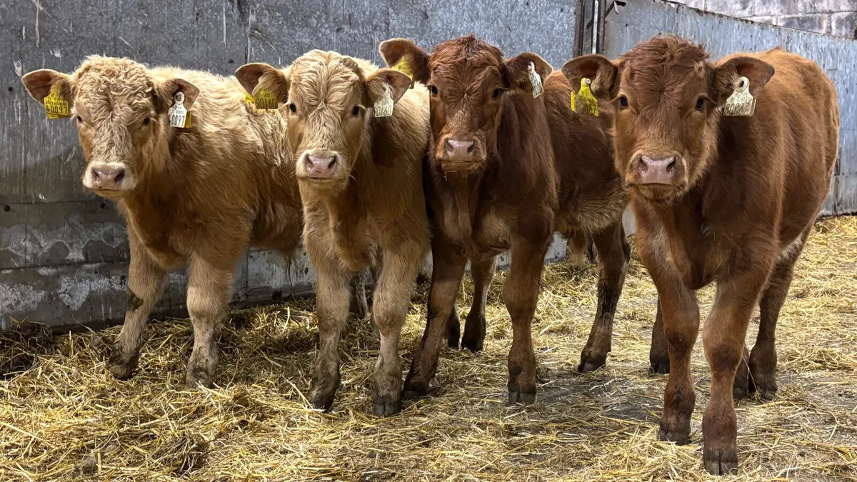 4 Lovely Quality Bull Wealings - Image 1