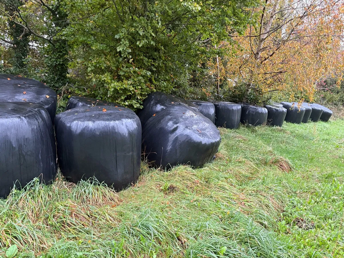 Silage Bales - Image 1