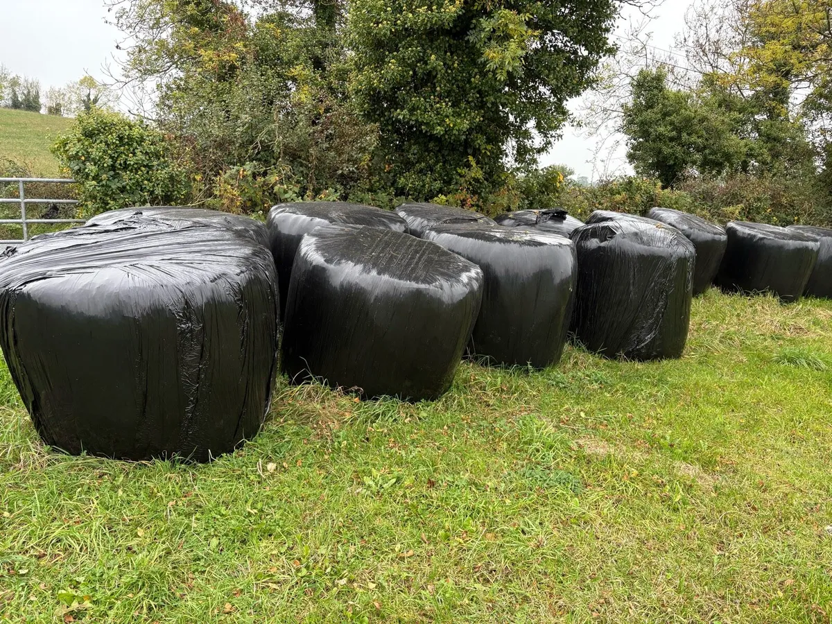 Silage Bales - Image 2