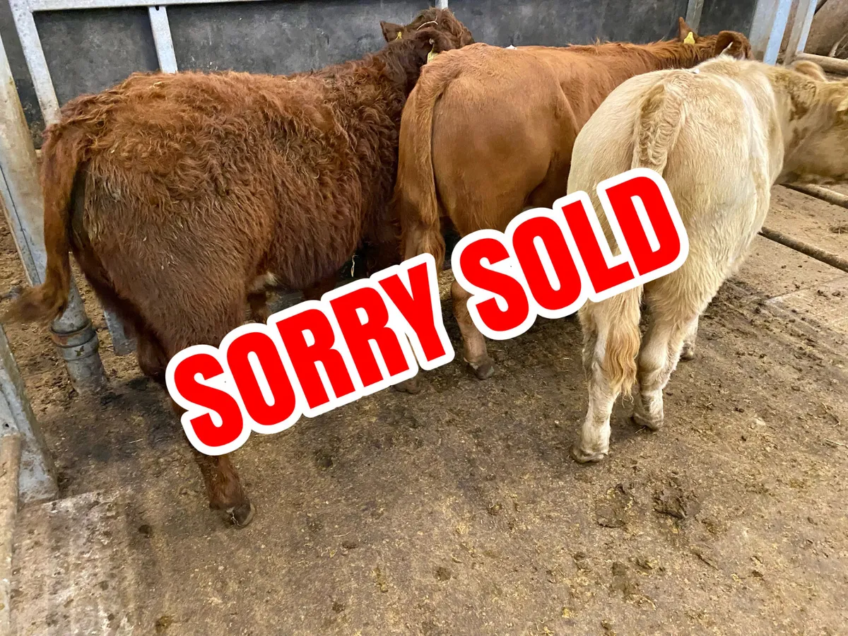300kg Bullocks @ Leinster Livestock - Image 1