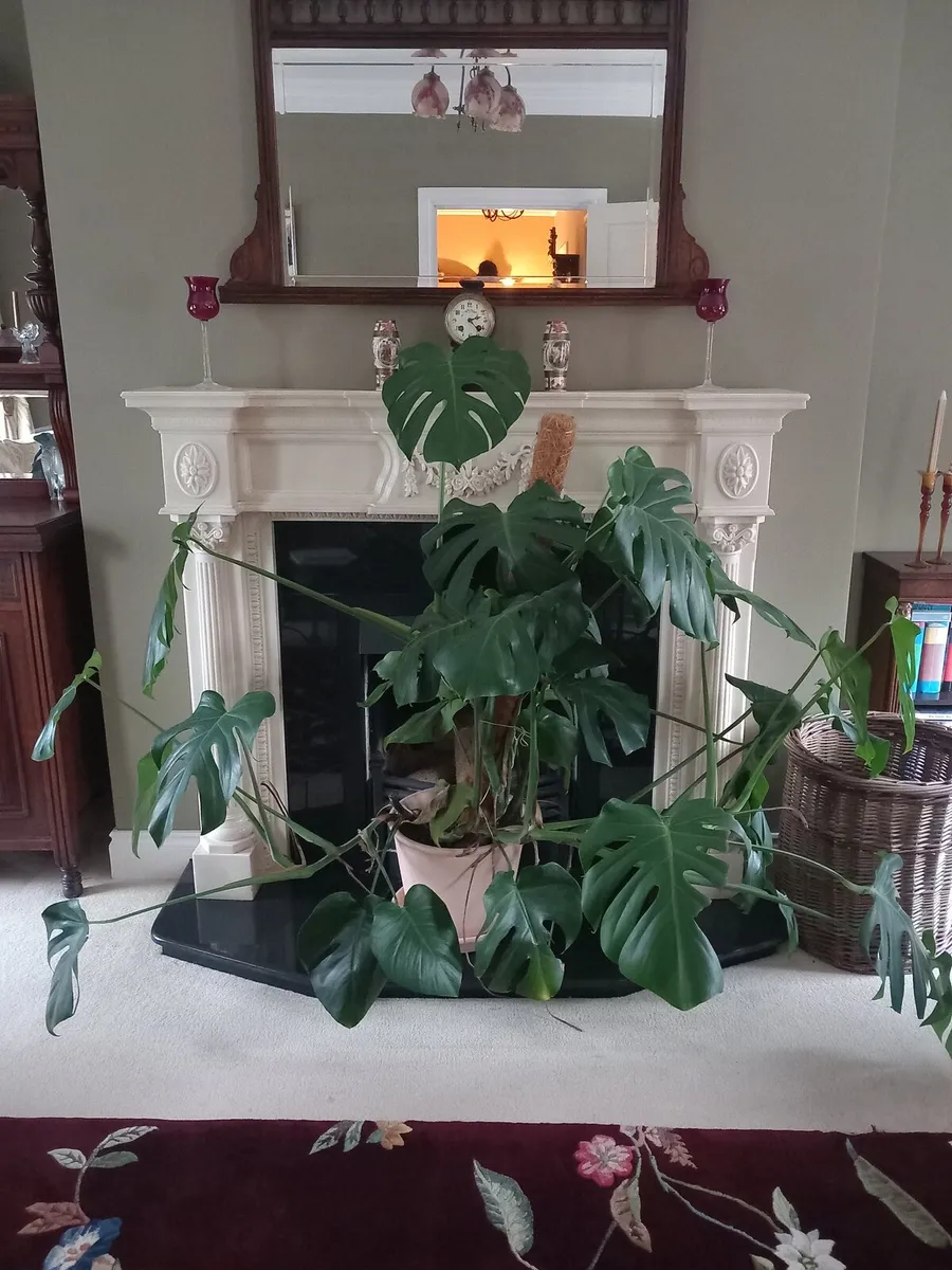 Monstera Deliciosa in terracotta pot