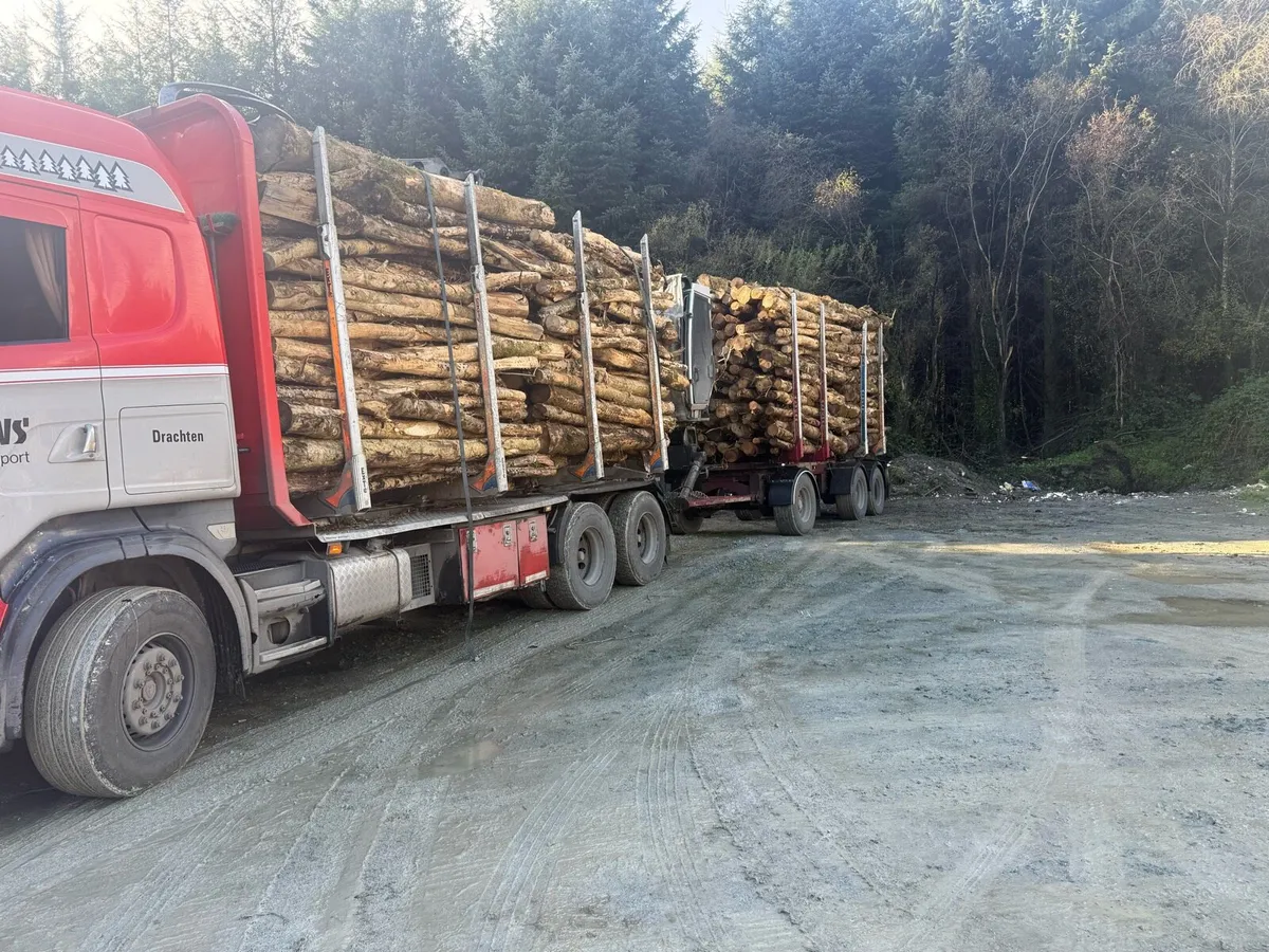 Ash firewood