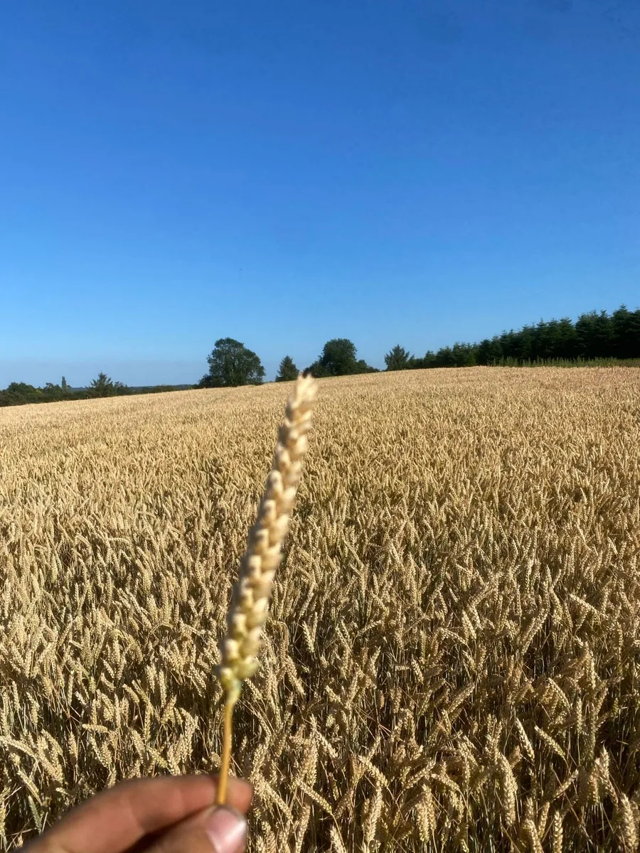 Wanted LAND to rent/ lease or share farm - Image 2