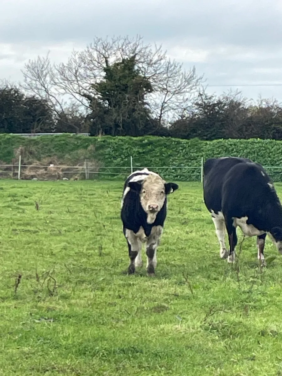 Bull calves - Image 2