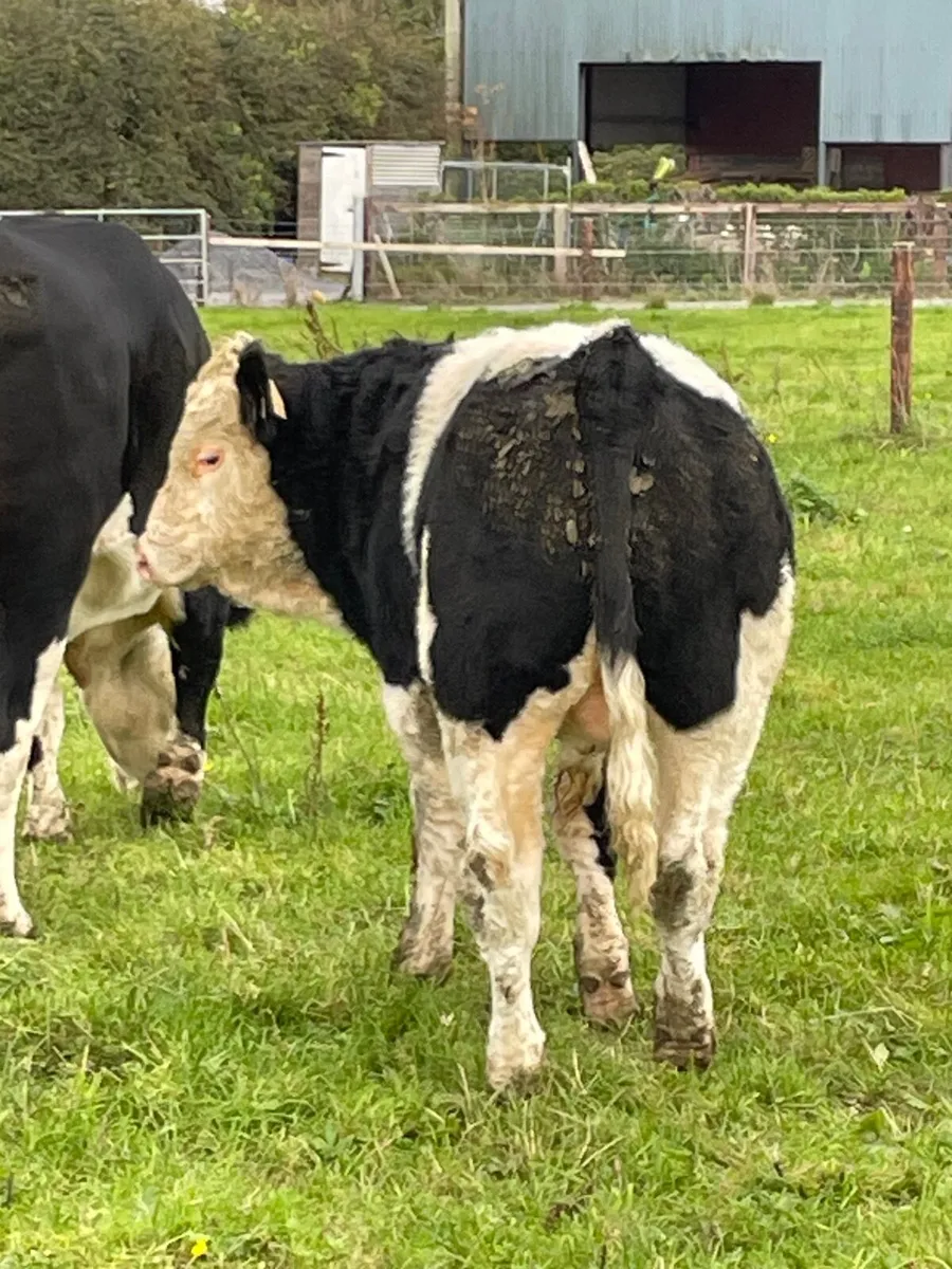 Bull calves - Image 1