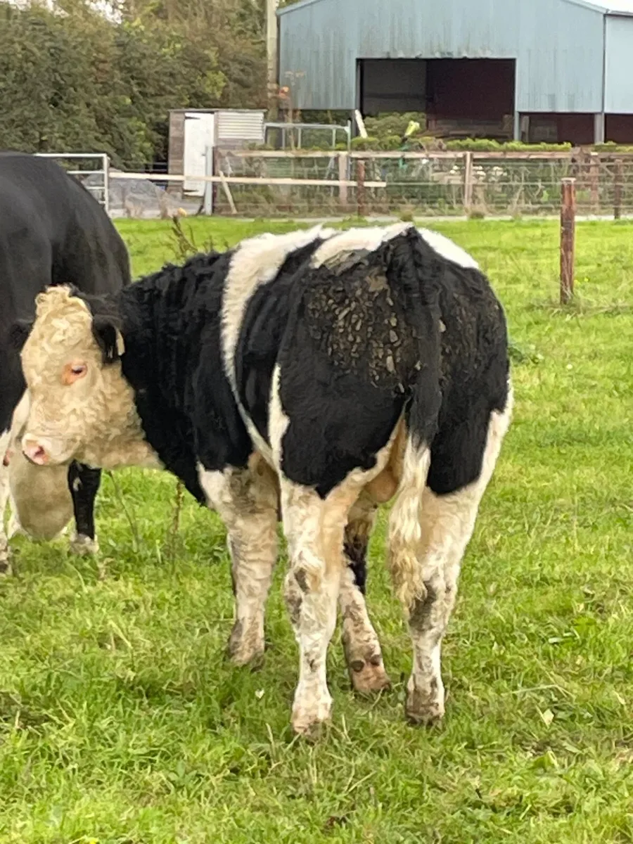 Bull calves - Image 3