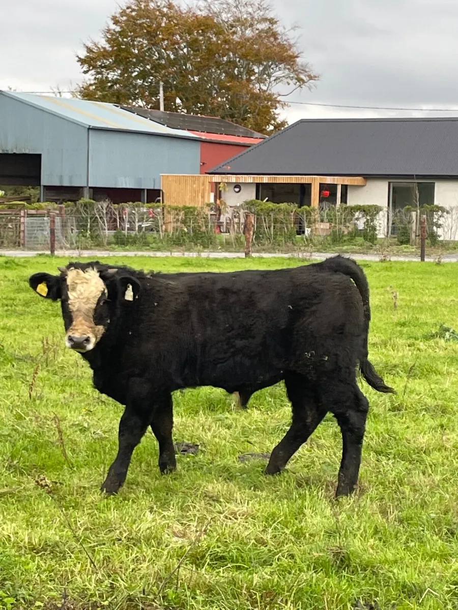 Bull calves - Image 4
