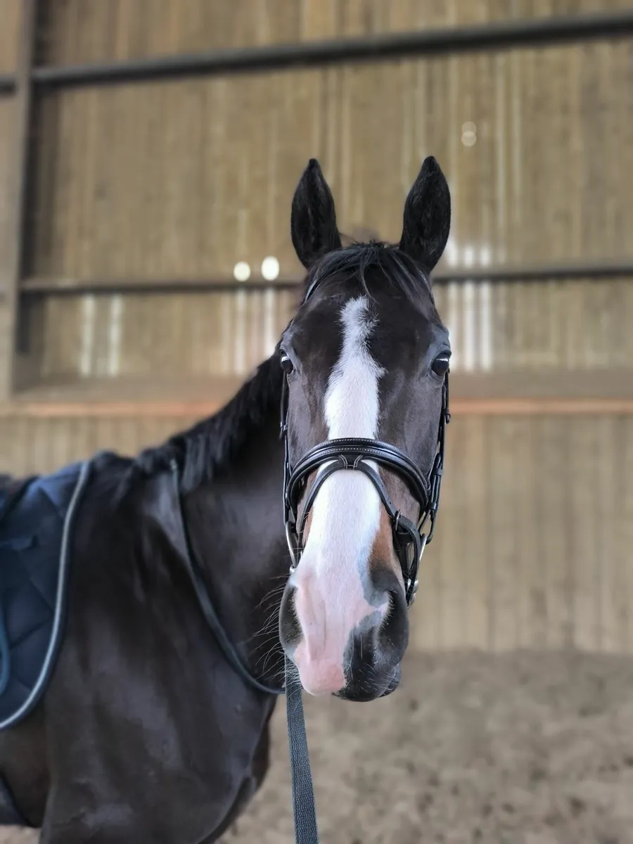 Flashy Bay mare for sale - Image 2