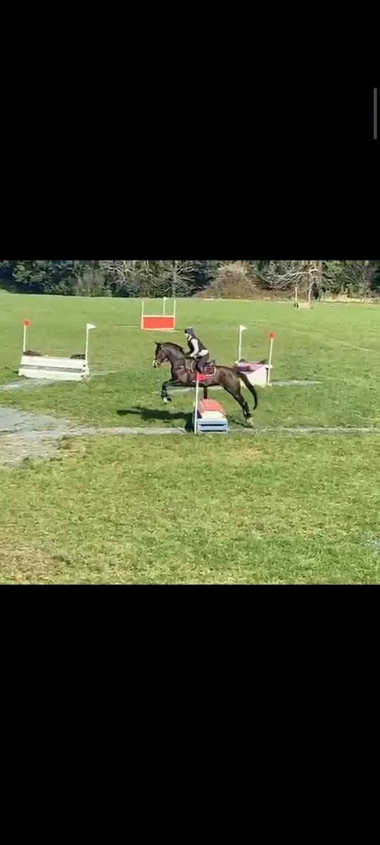 Flashy Bay mare for sale - Image 4