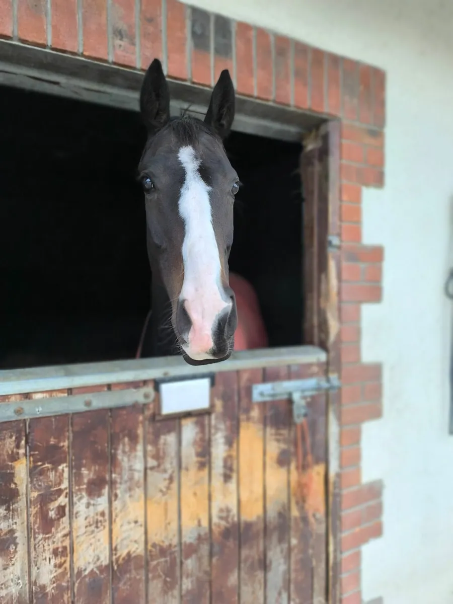 Flashy Bay mare for sale - Image 1