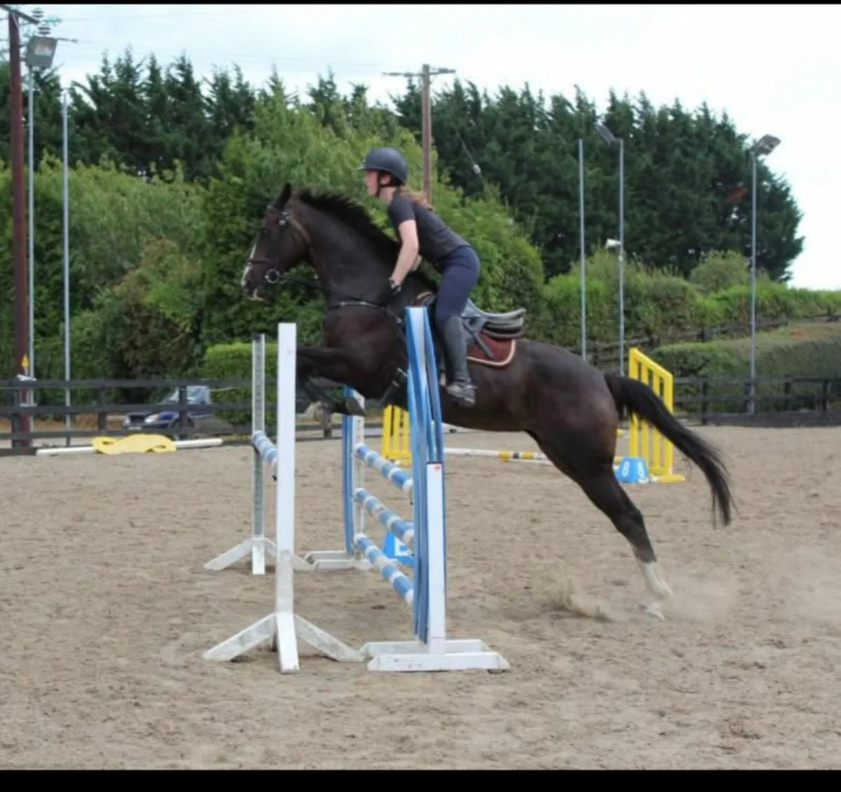 Flashy Bay mare for sale - Image 3