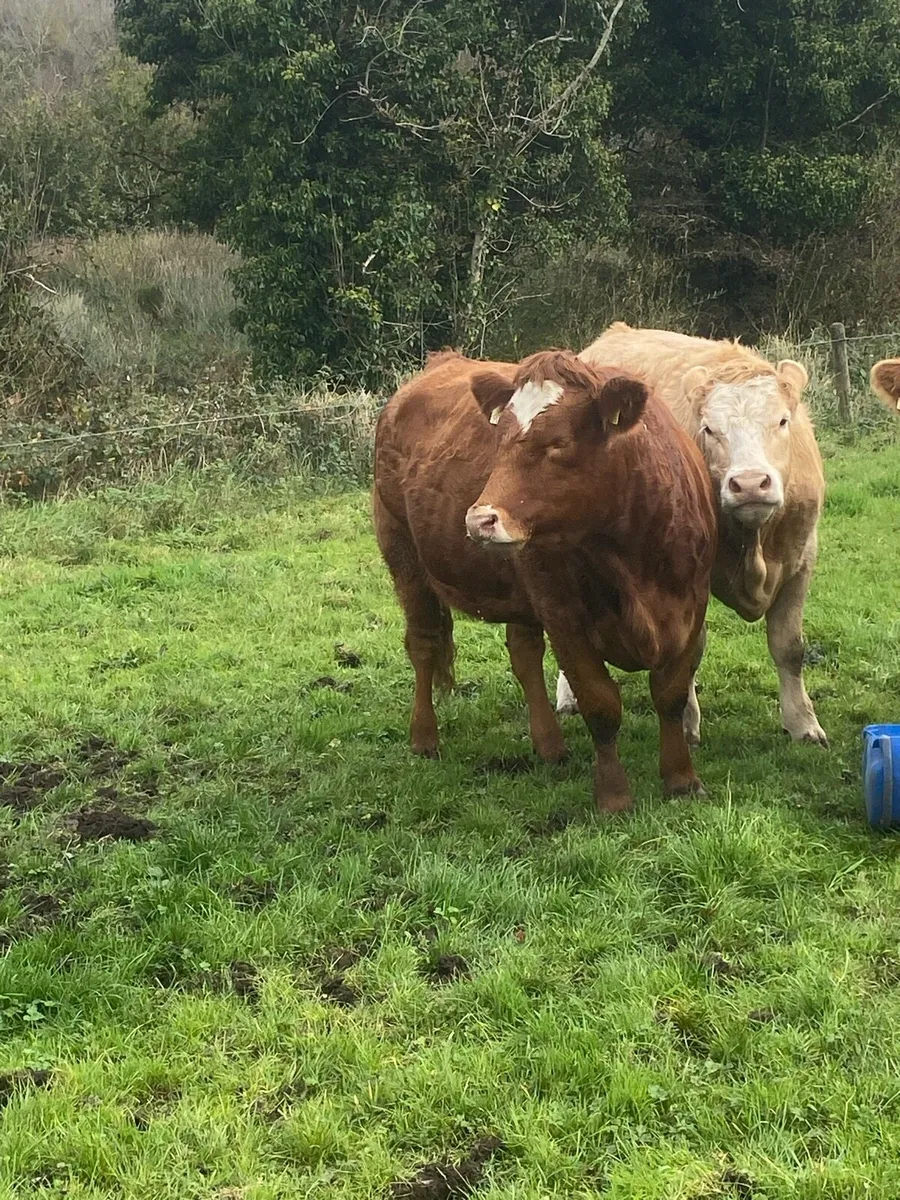 6 incalf heifers - Image 2