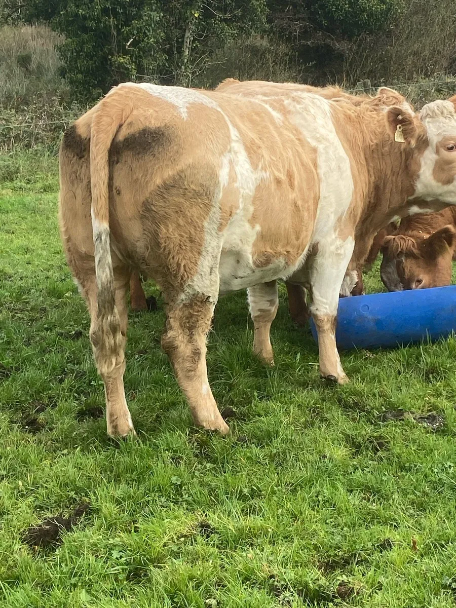 6 incalf heifers - Image 3