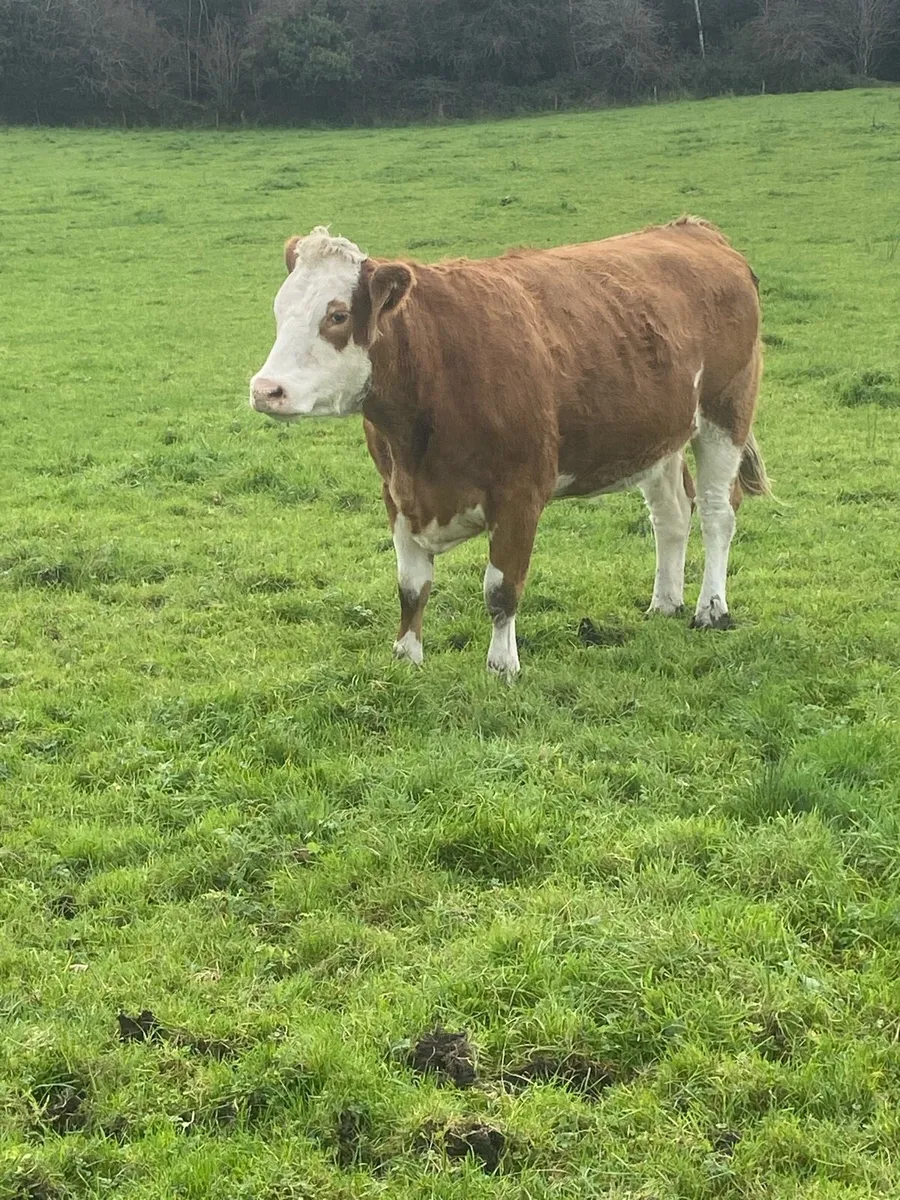 6 incalf heifers - Image 4