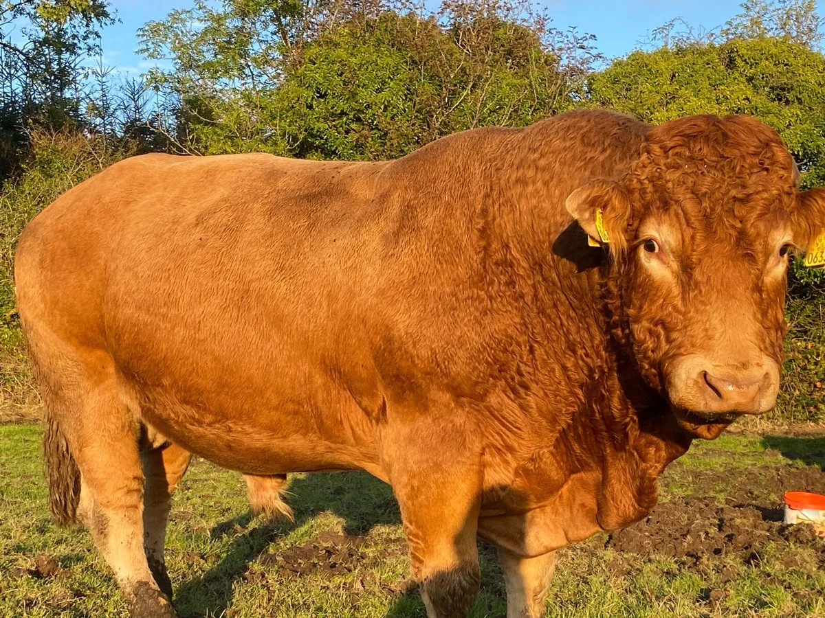 6 incalf heifers - Image 1