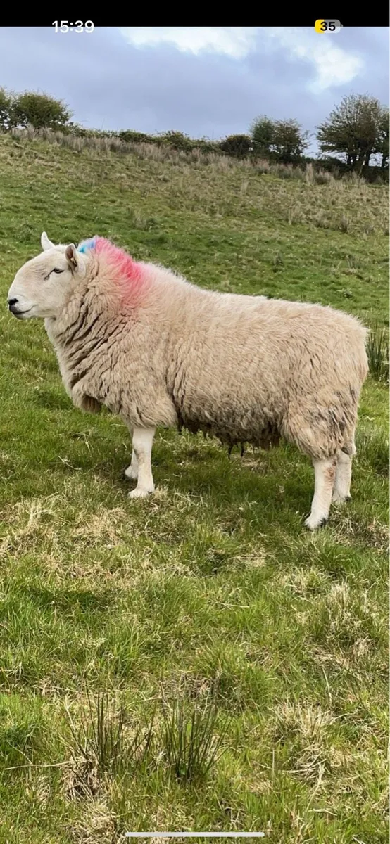 Super 3 year old Cheviot ram - Image 2