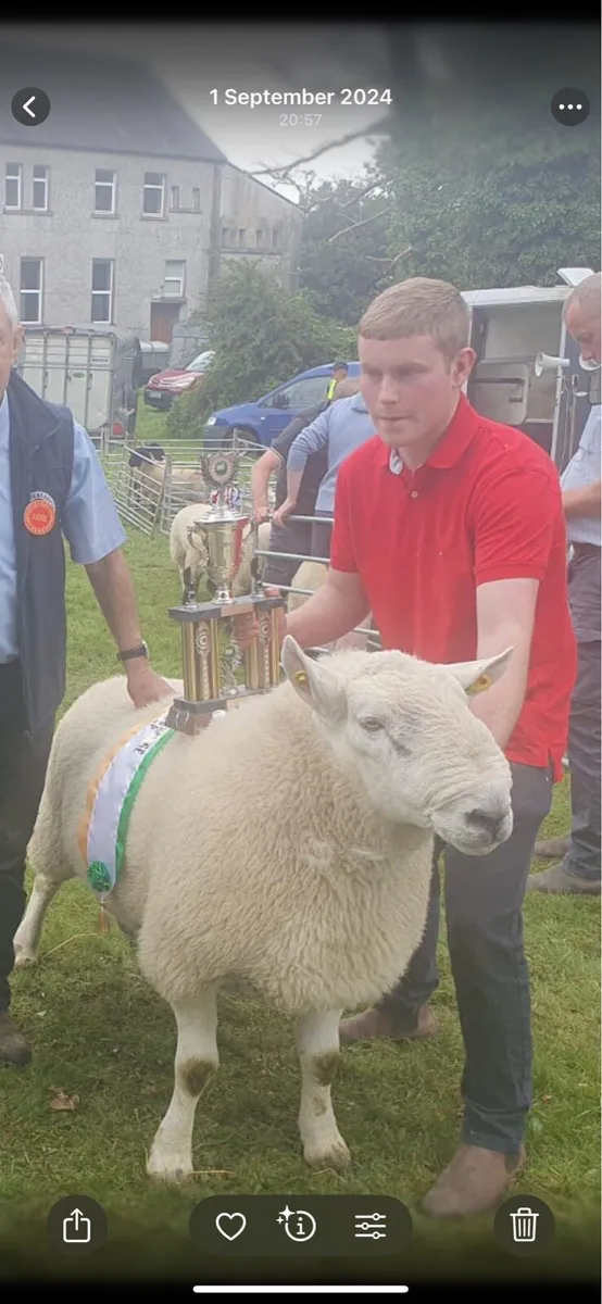 Super 3 year old Cheviot ram - Image 1
