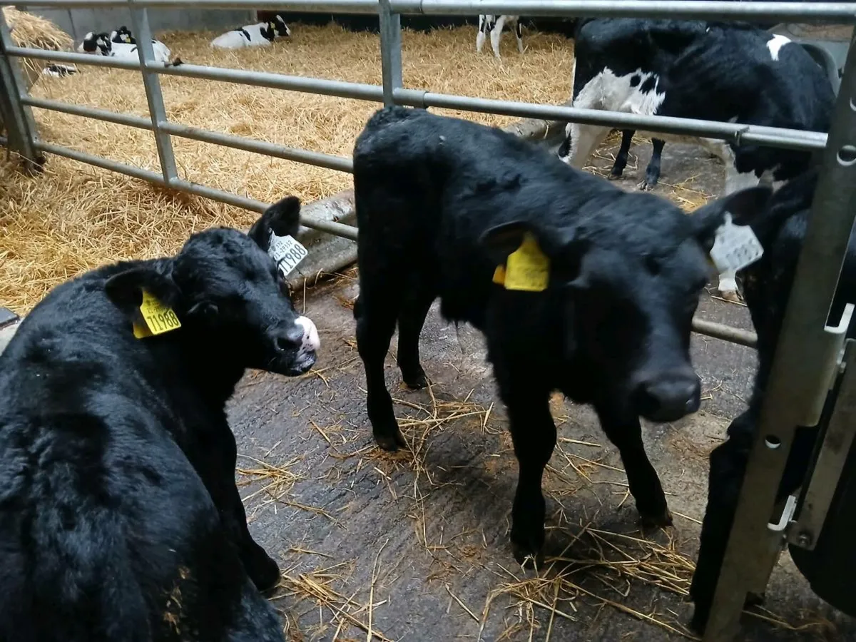 Full symbol Organic Angus calves - Image 2