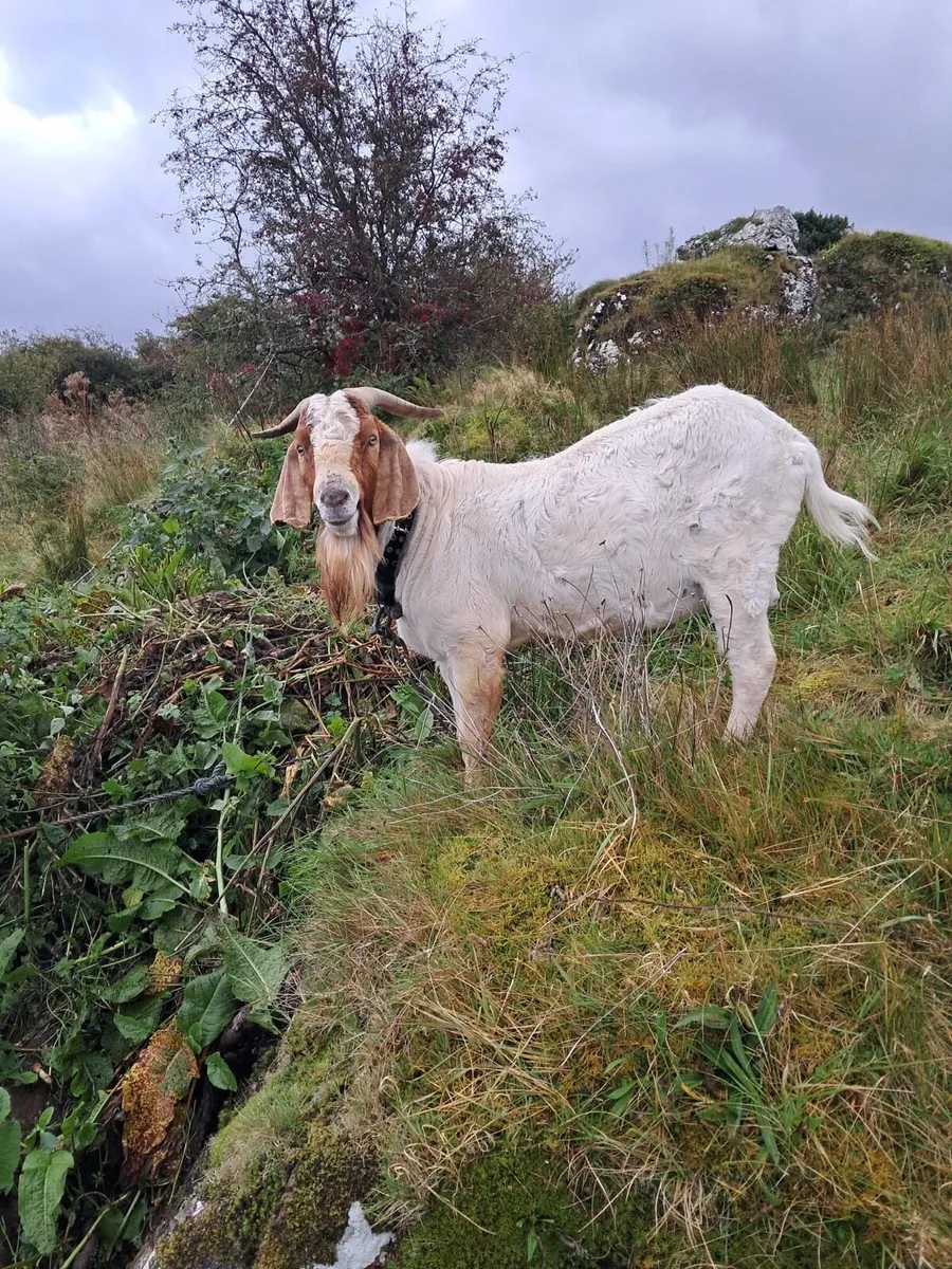 Goat - Image 1