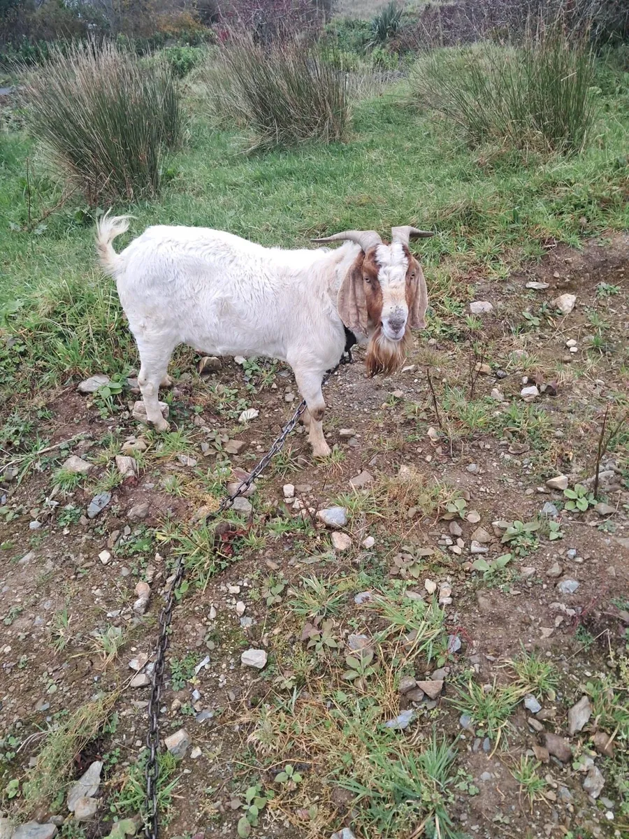 Goat - Image 2