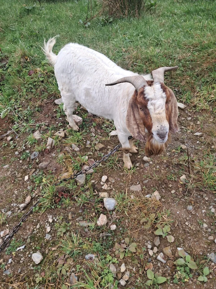 Goat - Image 3